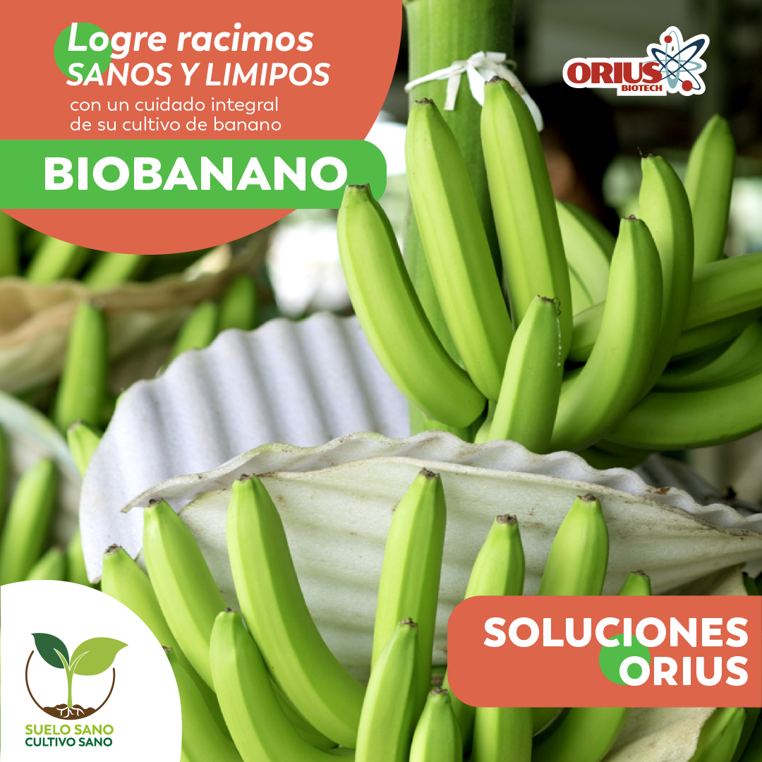 biobanano (1)-01